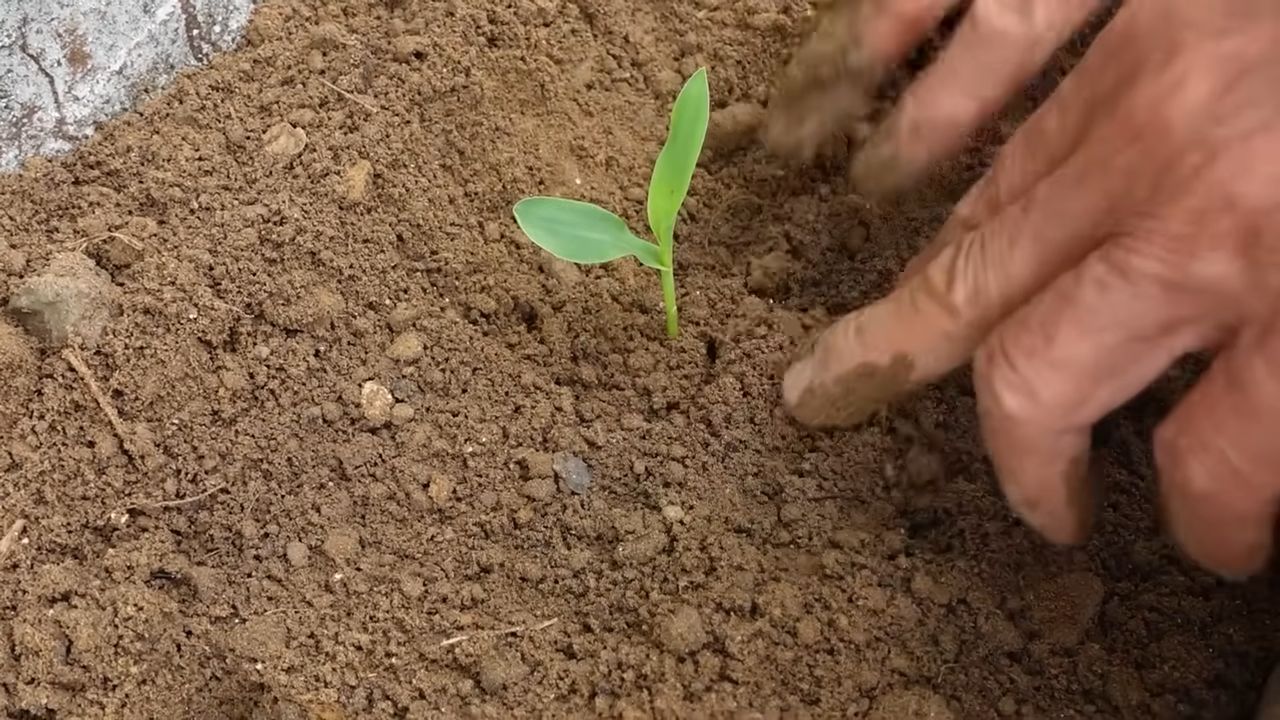 Mais anbauen im Garten