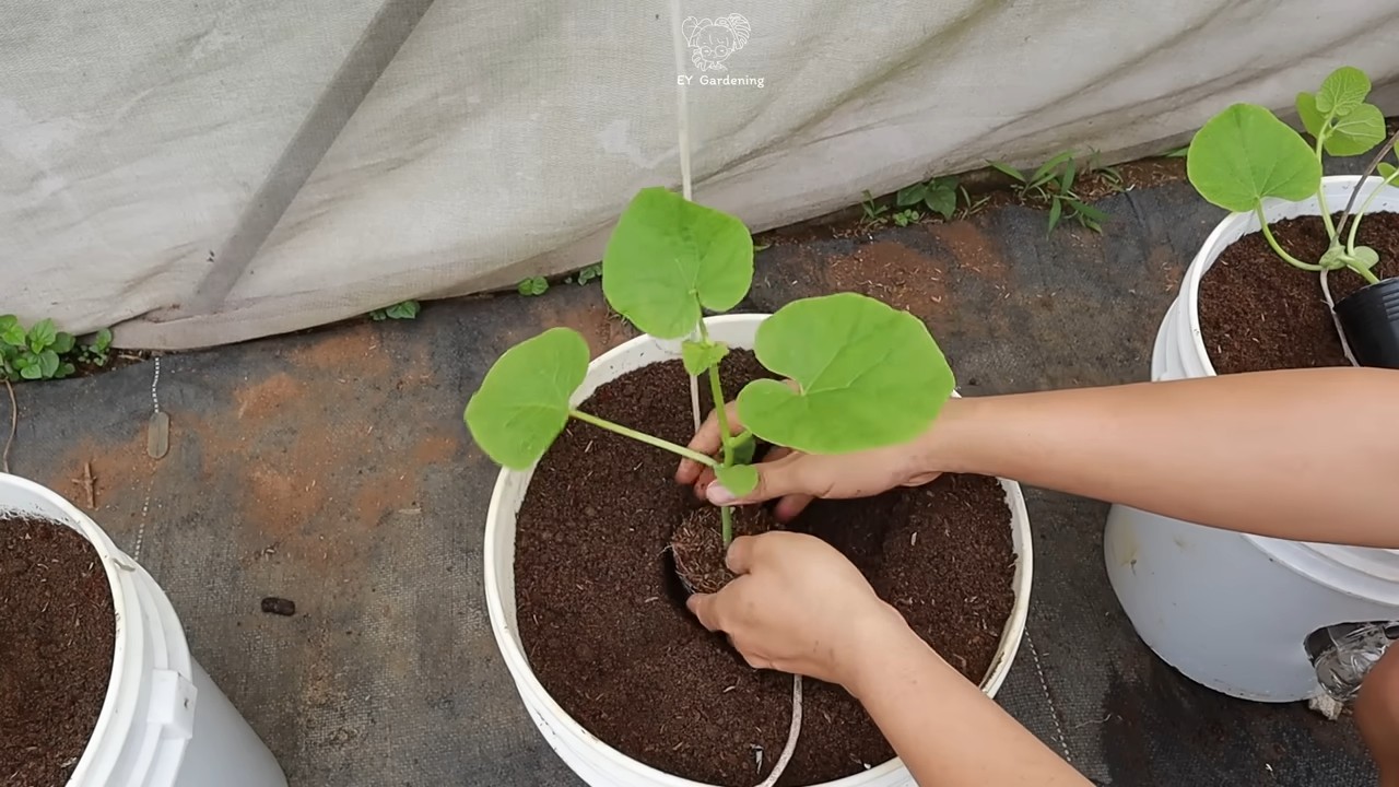 Melonen Anbau Hängend Selber Machen