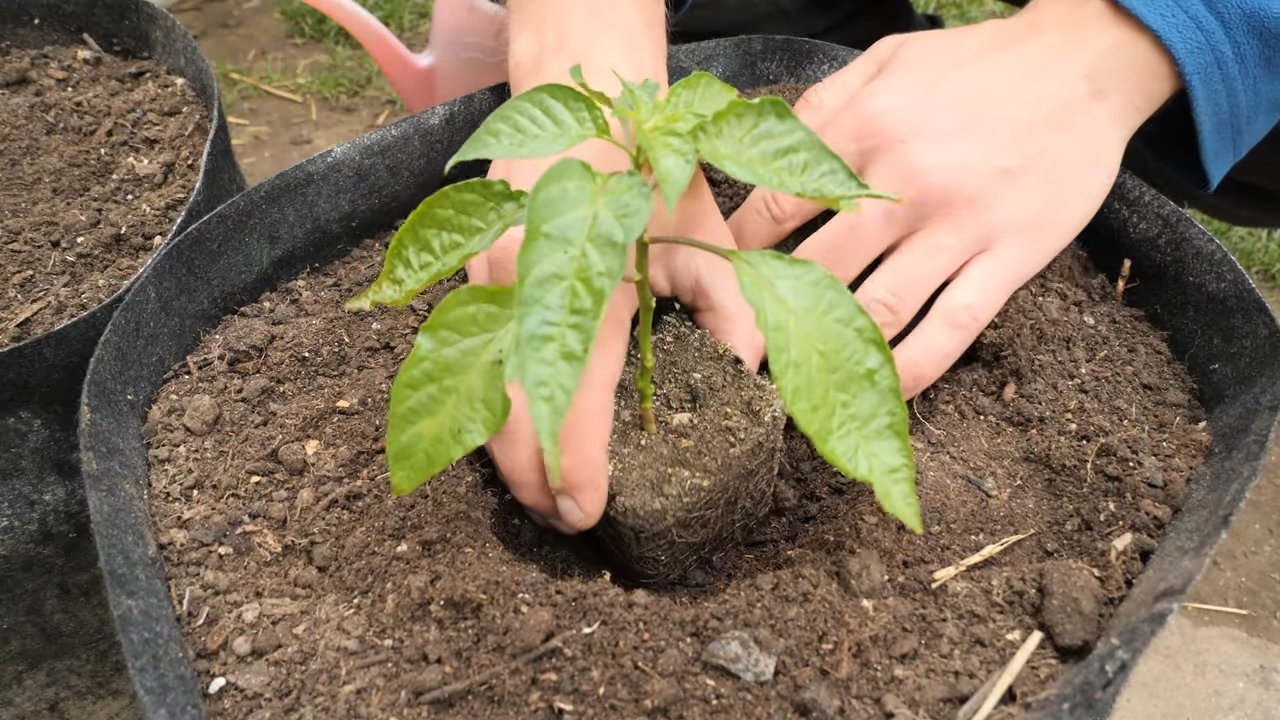 Gelbe Habanero im Topf anbauen