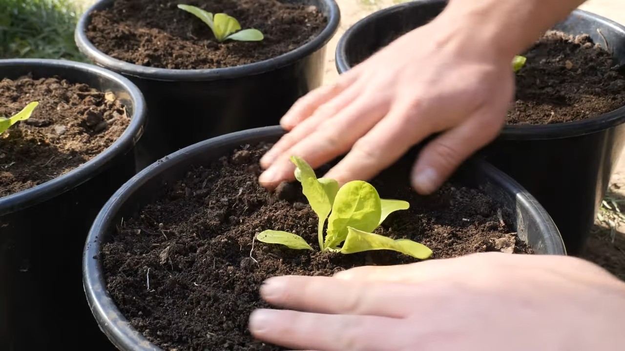 Salat anbauen schneller Ernte