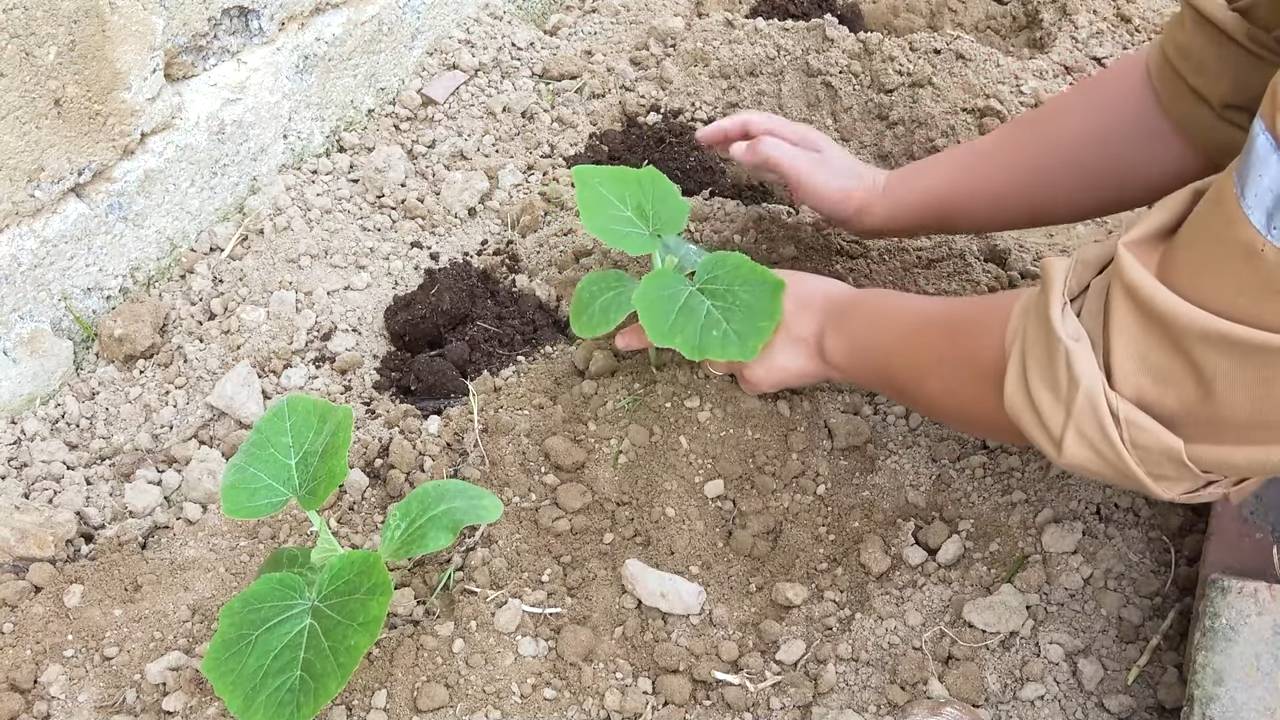 Flaschenkürbis Anbau Einfache Methode