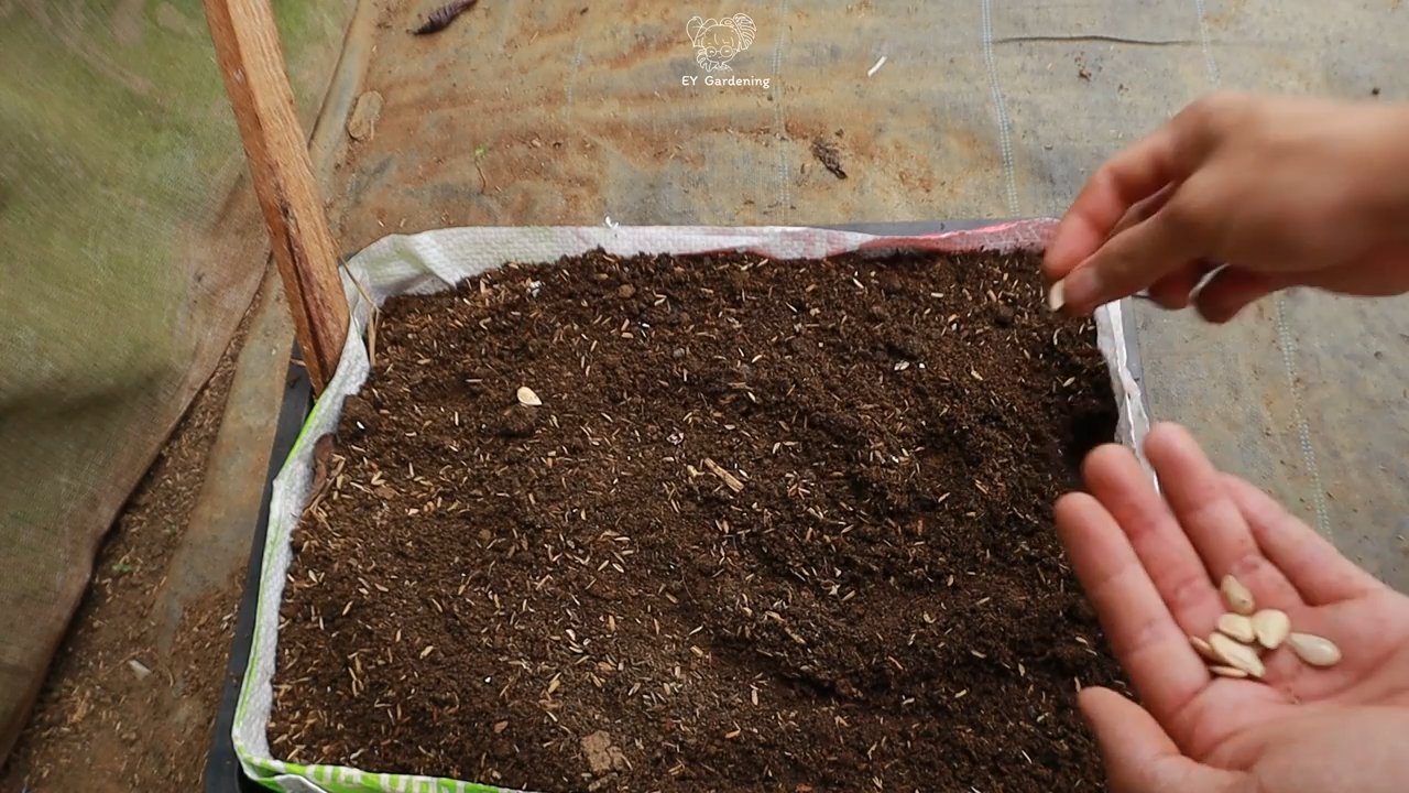 Kürbis Anbau im Garten