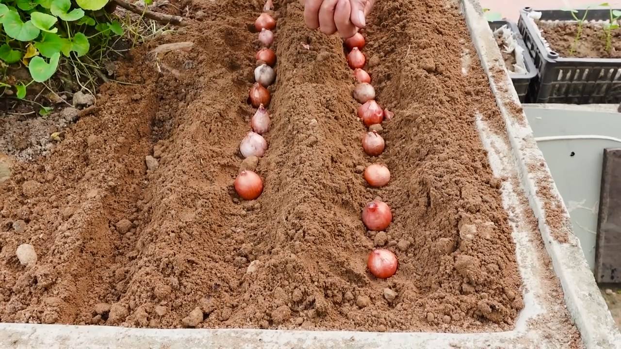 Schnittlauch anbauen zu Hause