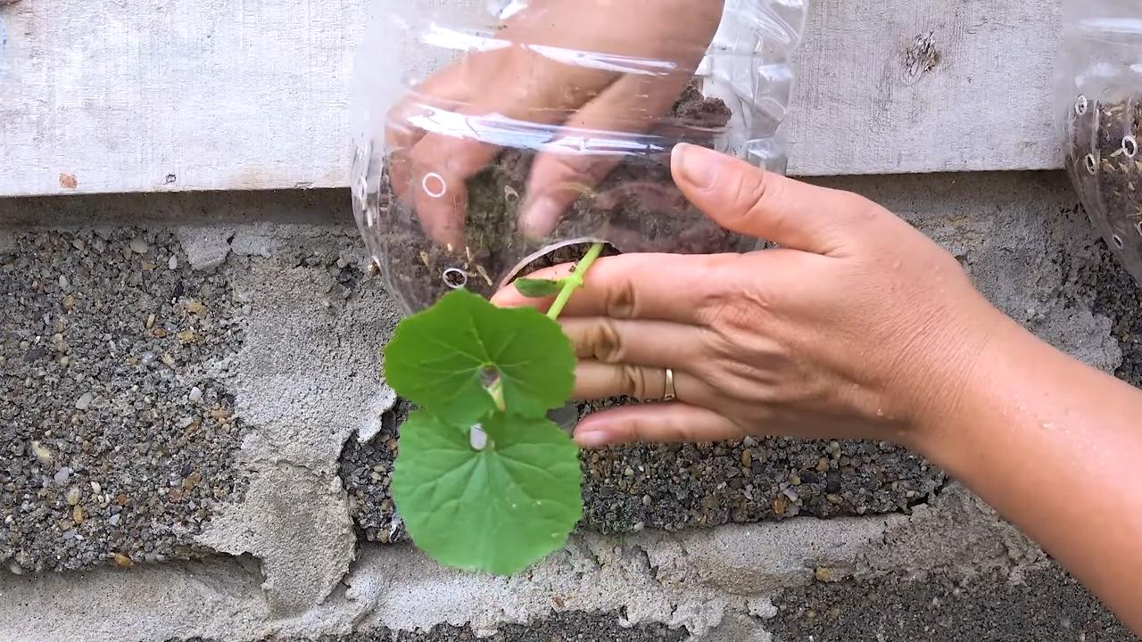 Bittermelone ohne Garten anbauen