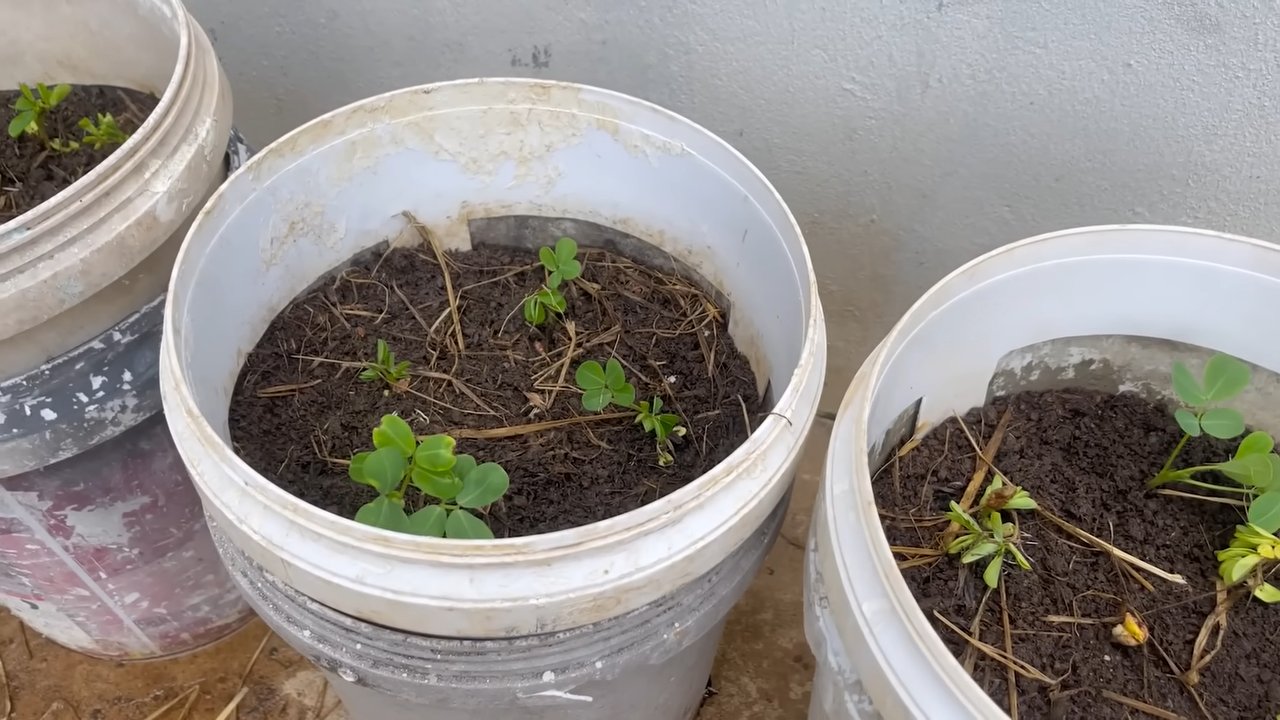 Erdnüsse ernten ohne Garten