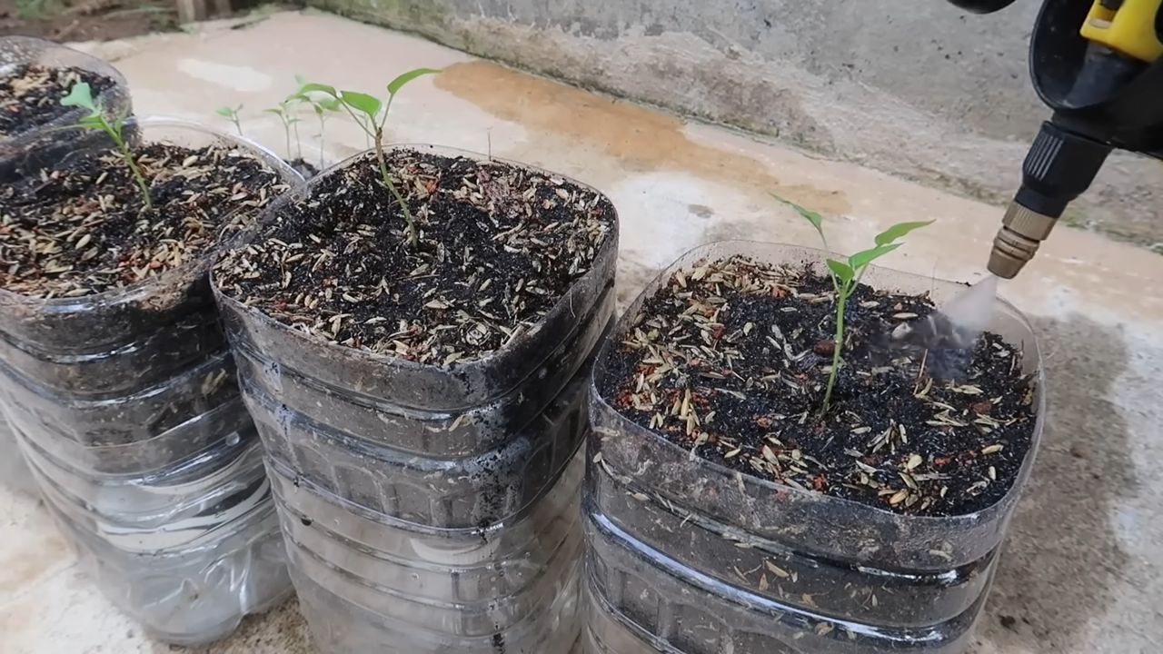 Paprika Anbau Wasser sparen