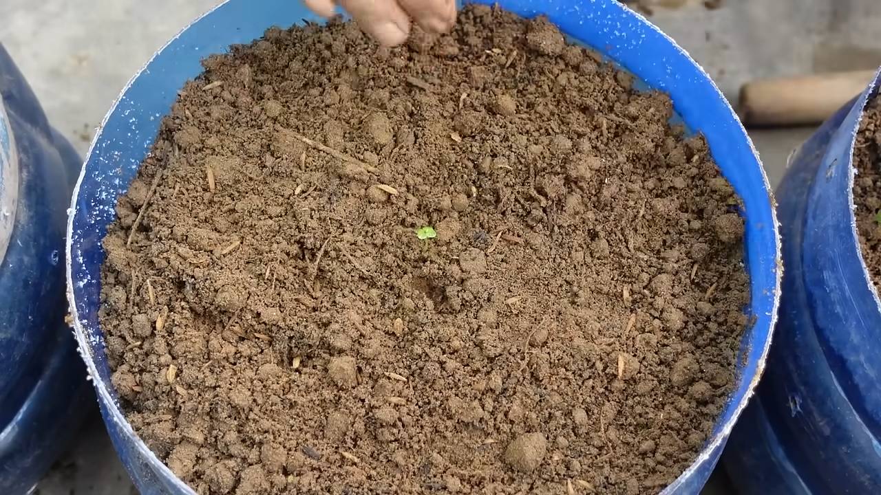 Napa Kohl Anbauplan für große Ernte