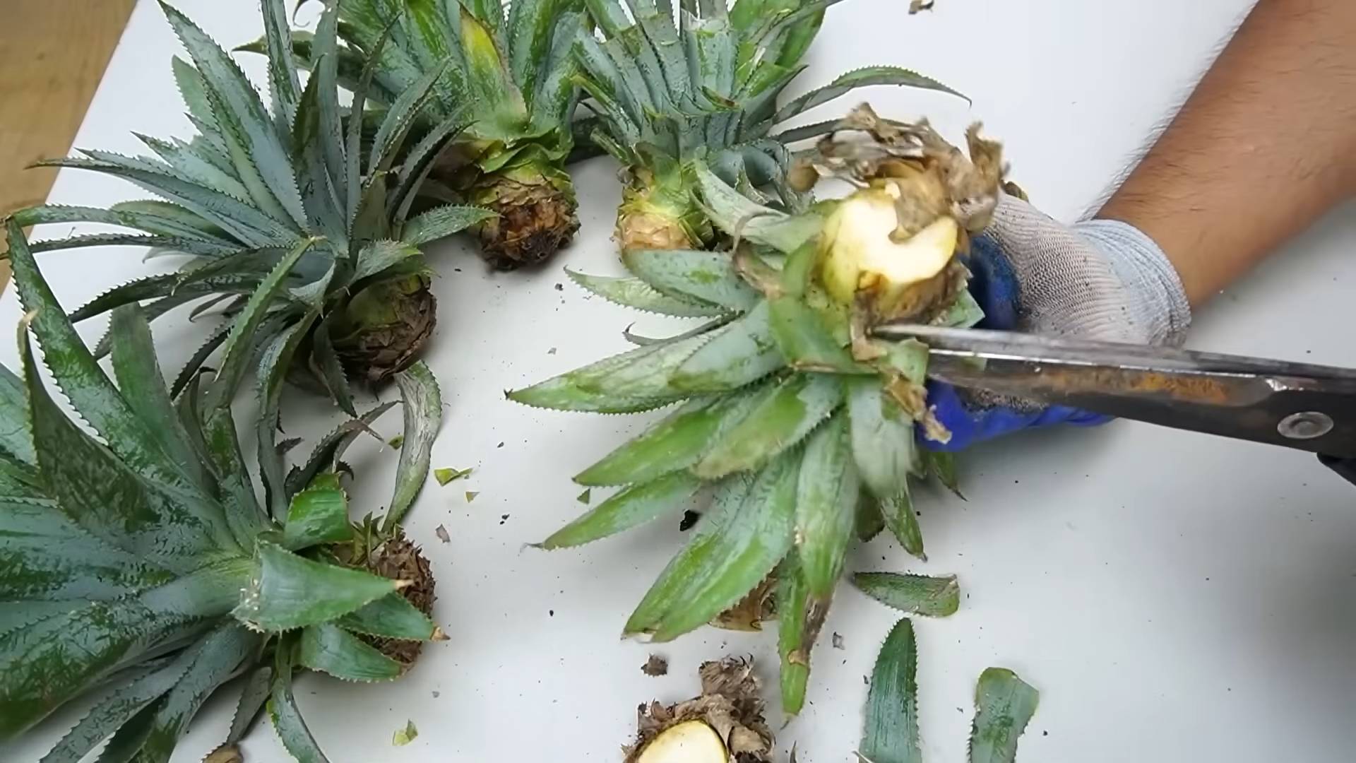 Ananas selbst ziehen