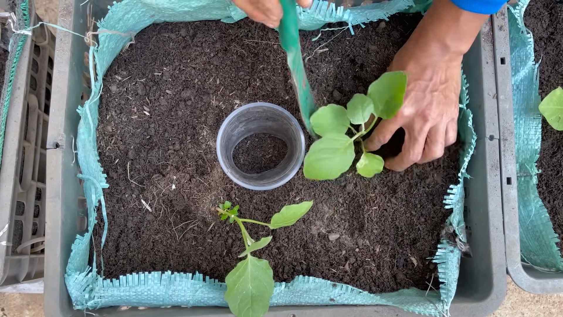 Auberginen einfach anbauen