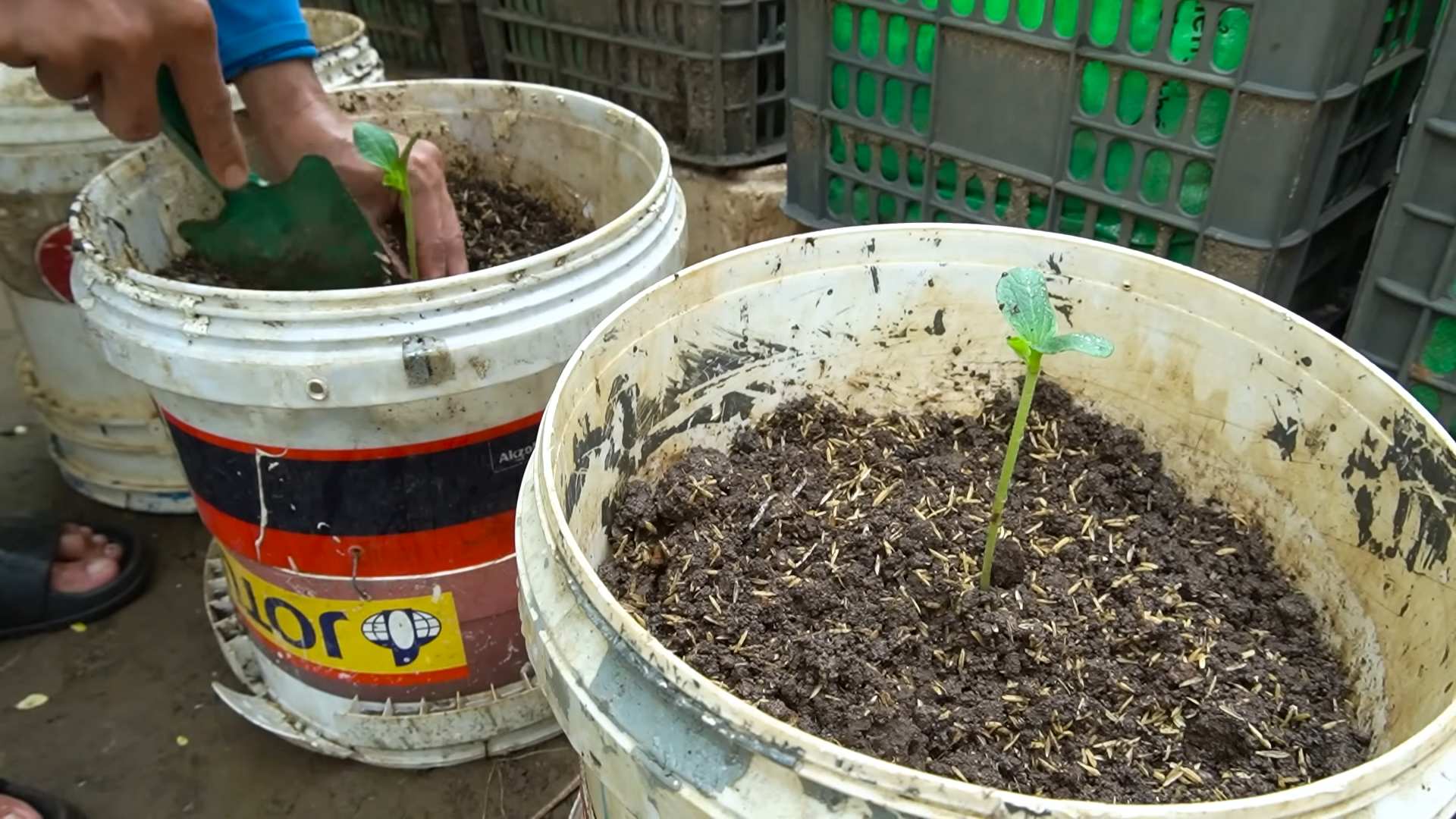Zucchini Wachstum fördern