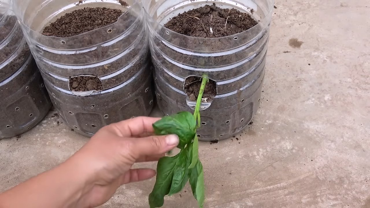 Paprika Anbau Plastikflaschen