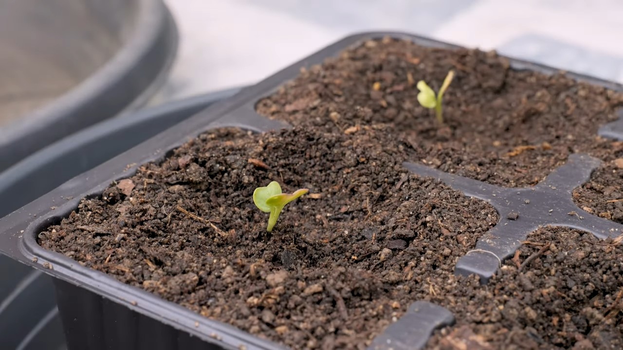 Romanesco im Topf anbauen