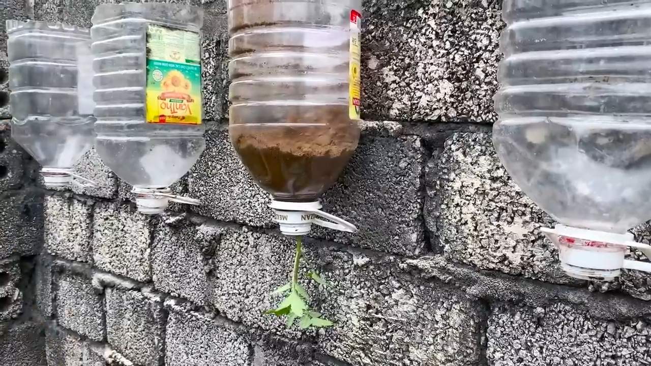 Tomaten drinnen ohne Sonne