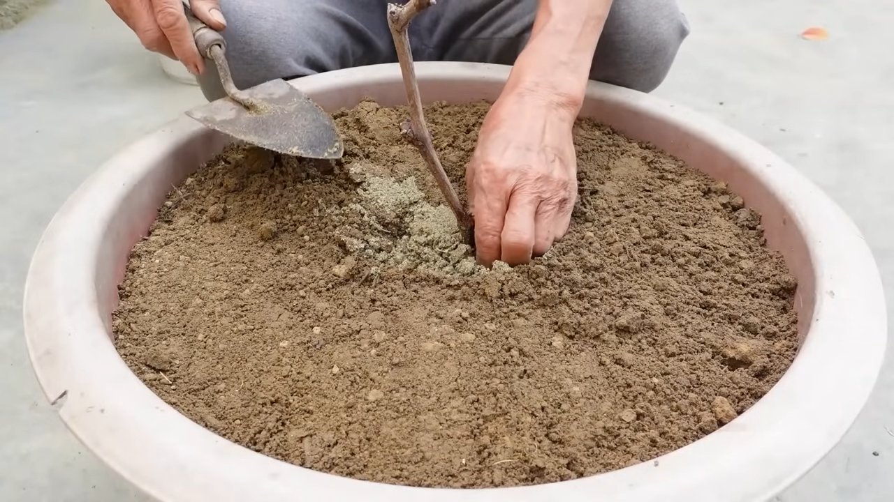 Zitronen selbst anbauen