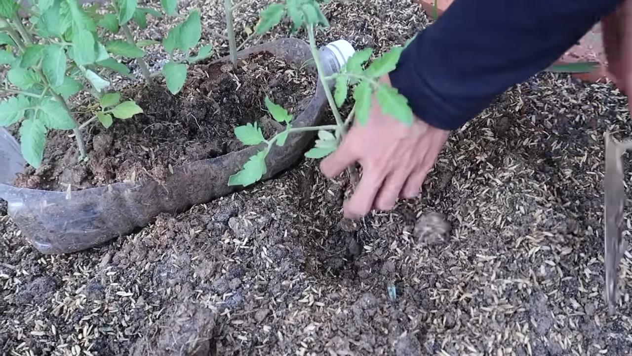 Tomaten anbauen ohne Gartenbeet