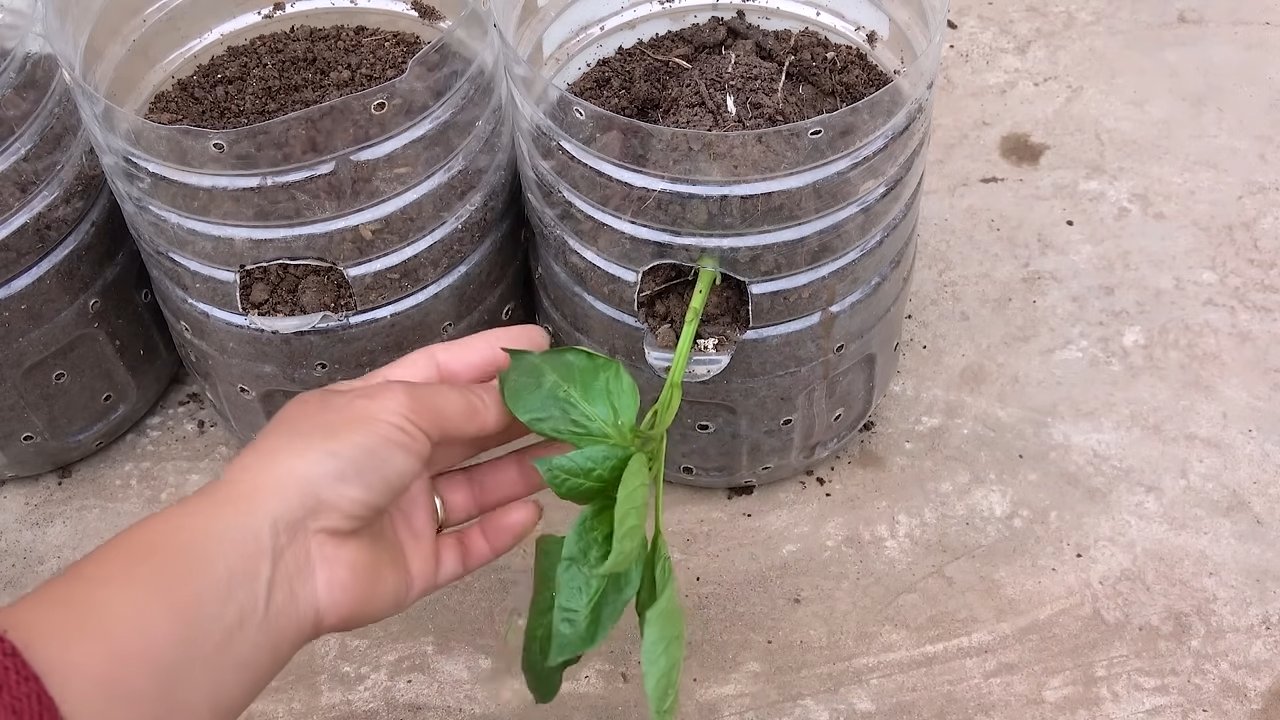 Paprika Anbau Flaschen Trick