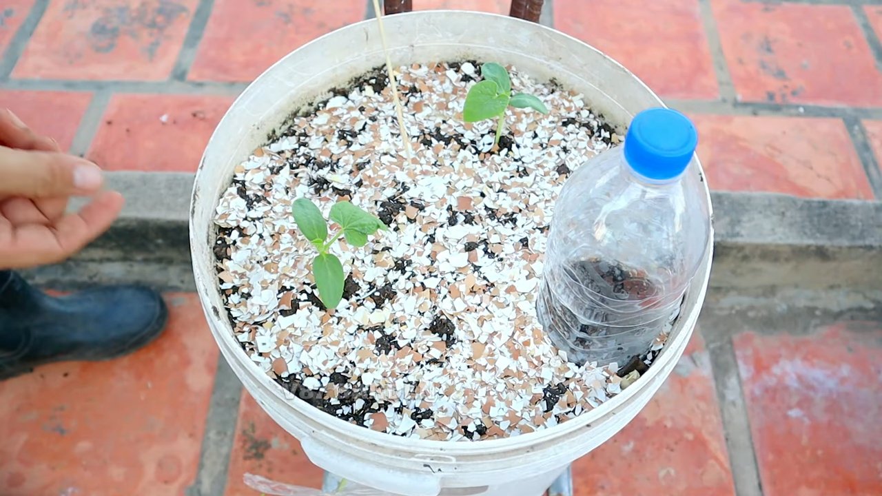 Wassermelone schneiden Eimer Trick