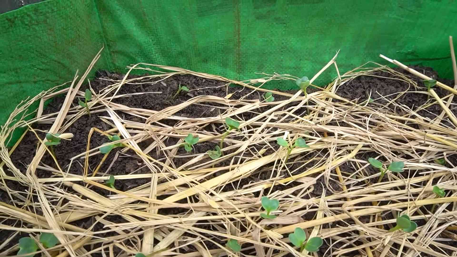 Radieschen Anbau für reiche Ernte