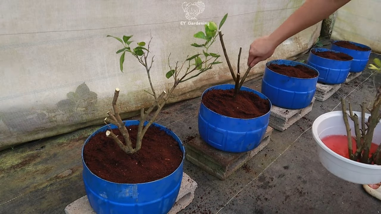 Kumquat Vermehrung zu Hause