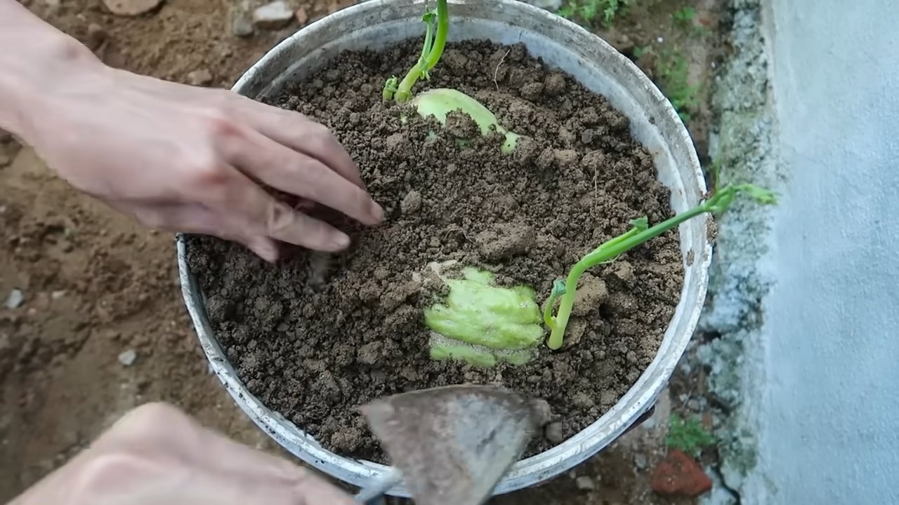 Chayote Anbau im Garten