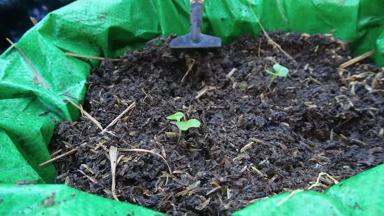 Kohlrabi Anbau DIY Recycling