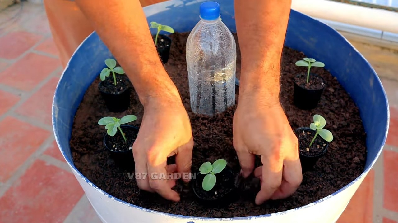 Wassermelone anbauen kleiner Topf
