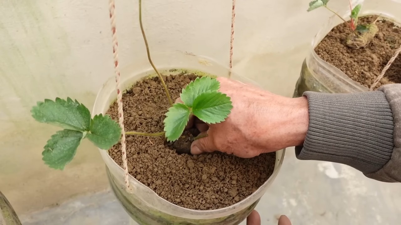 Erdbeeren im eigenen Garten