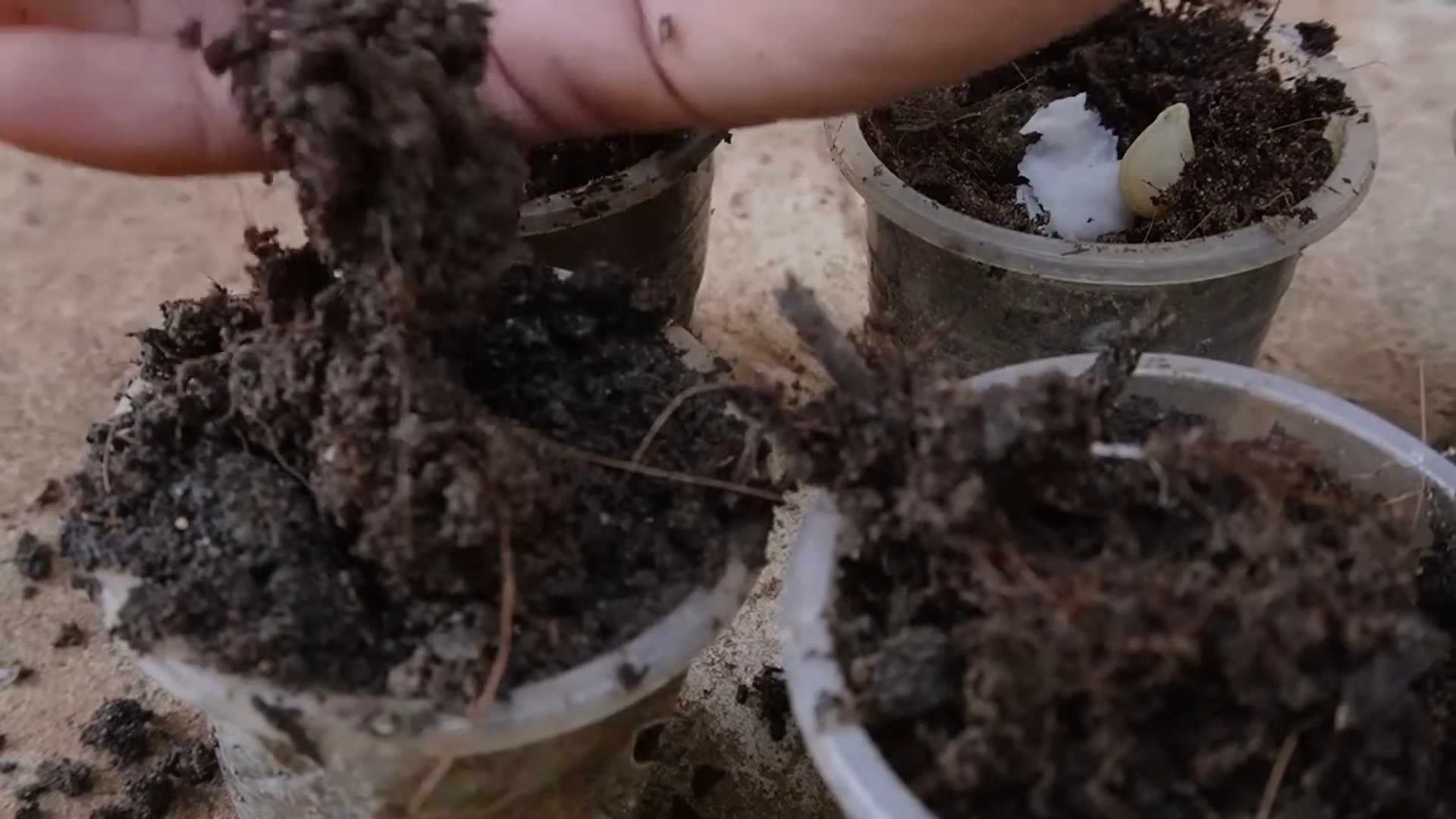 Gartenarbeit ohne Garten Anfänger