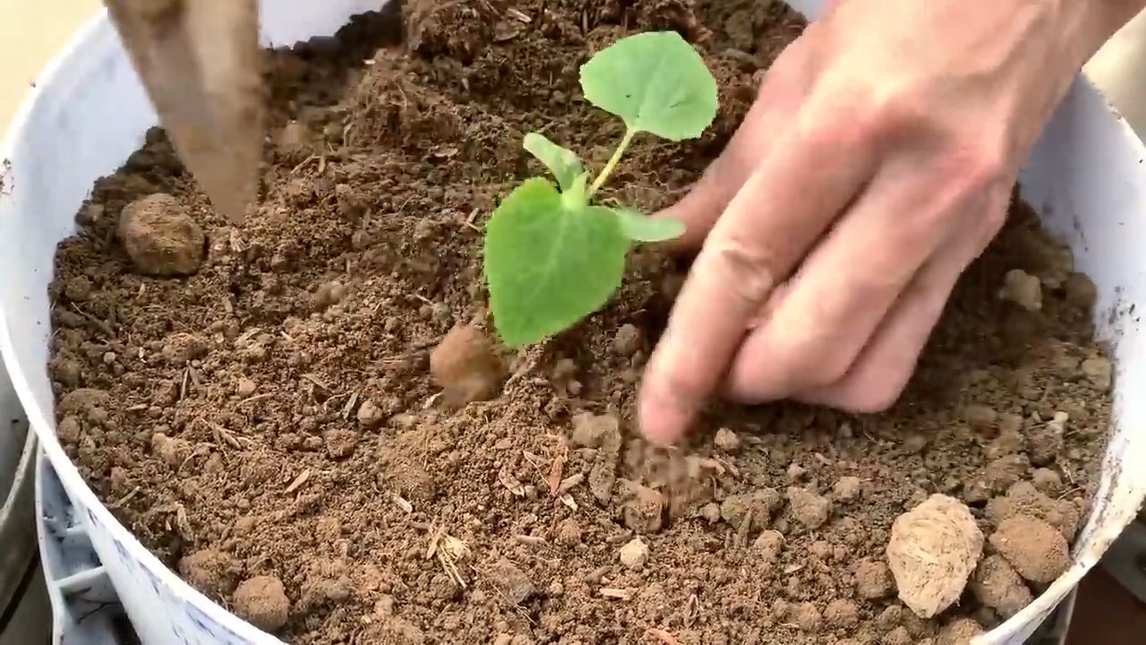 Melonen selber anbauen