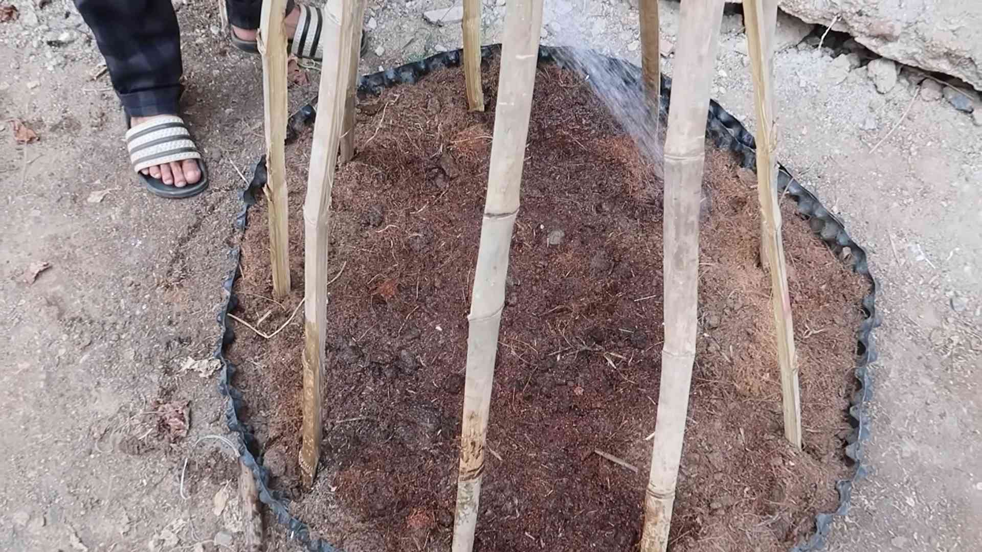 Spinat Anbau einfach gemacht