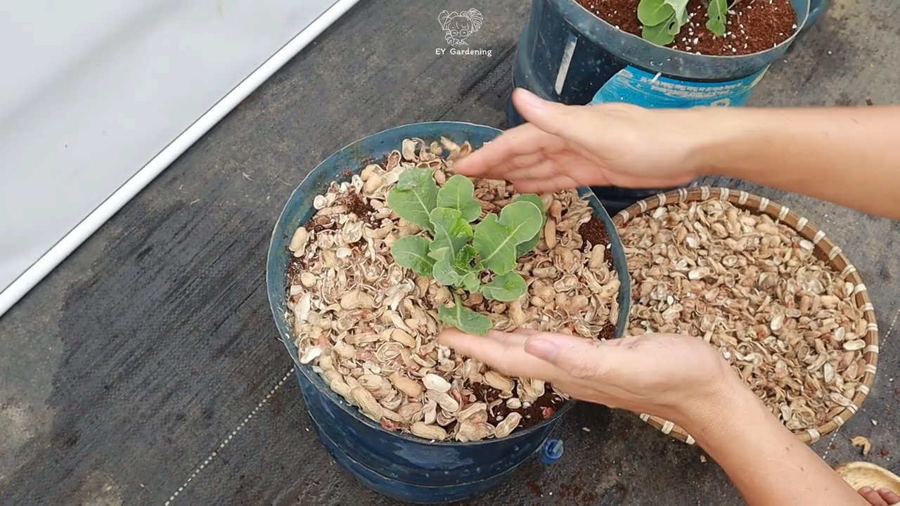 Blumenkohl einfach anbauen