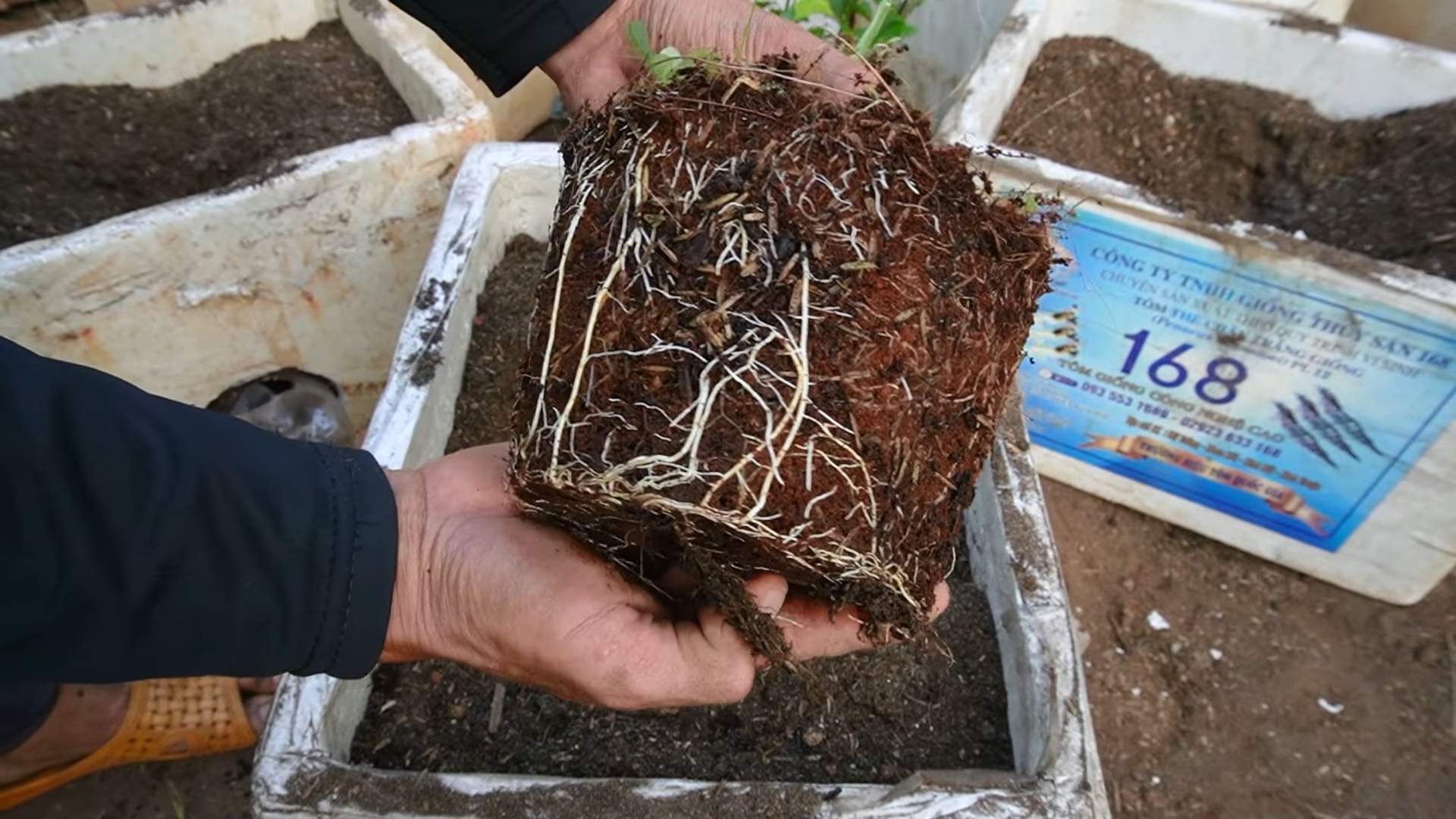 Passionsfrucht Anbau Kleiner Raum