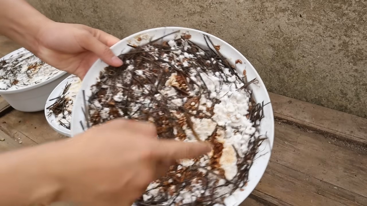 Pilzzucht in Schüssel