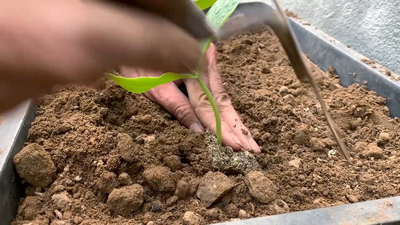Luffa Anbau zu Hause