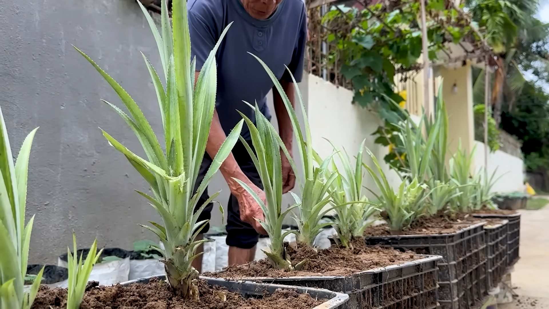 Ananas selber anbauen