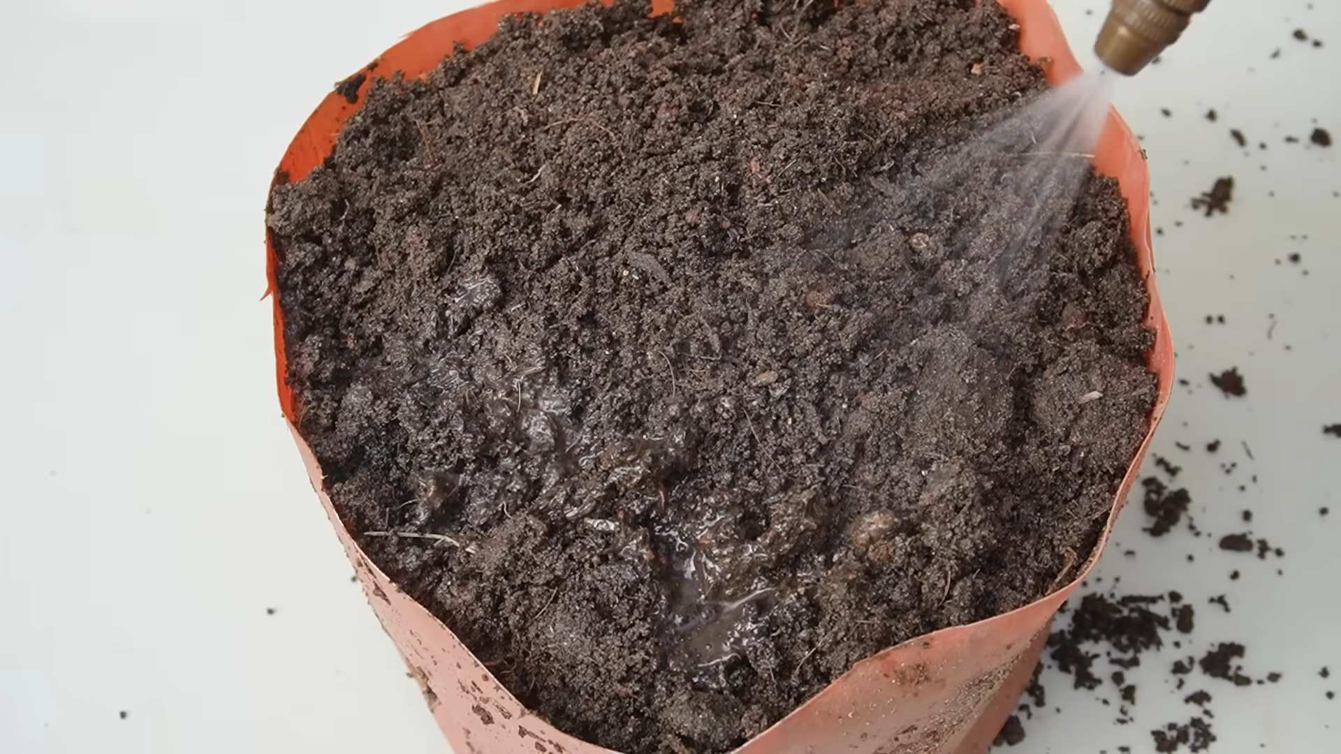 Tomatenanbau für die Familie