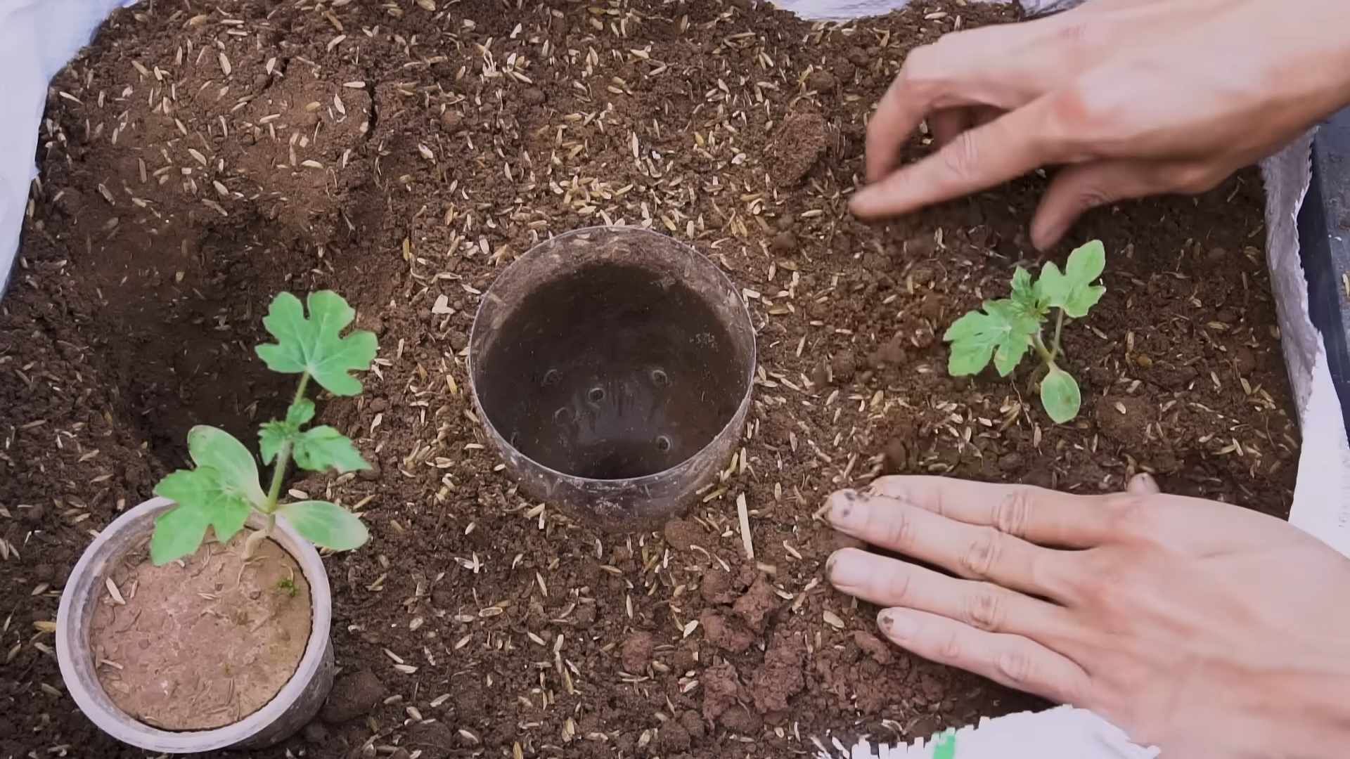 Wassermelone aufhängen Anleitung