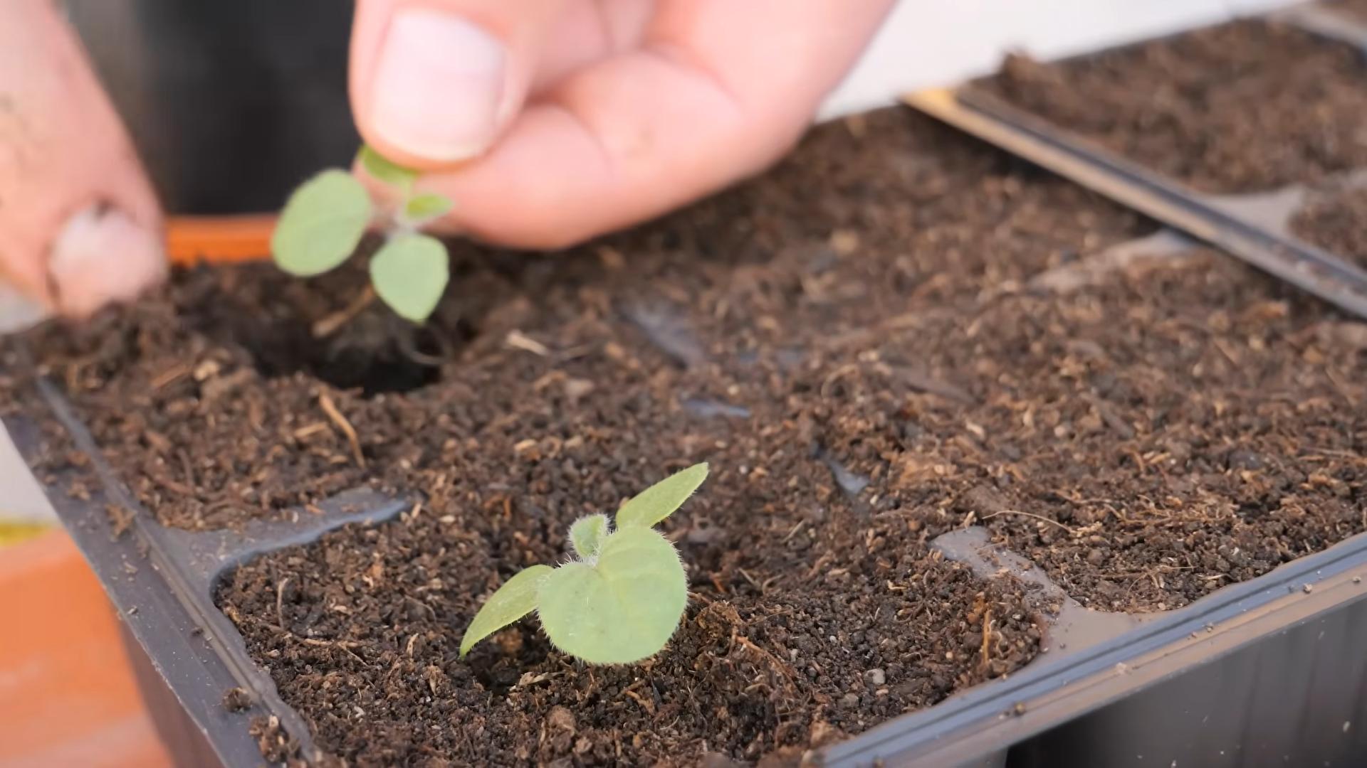 Kapstachelbeeren im Topf anbauen