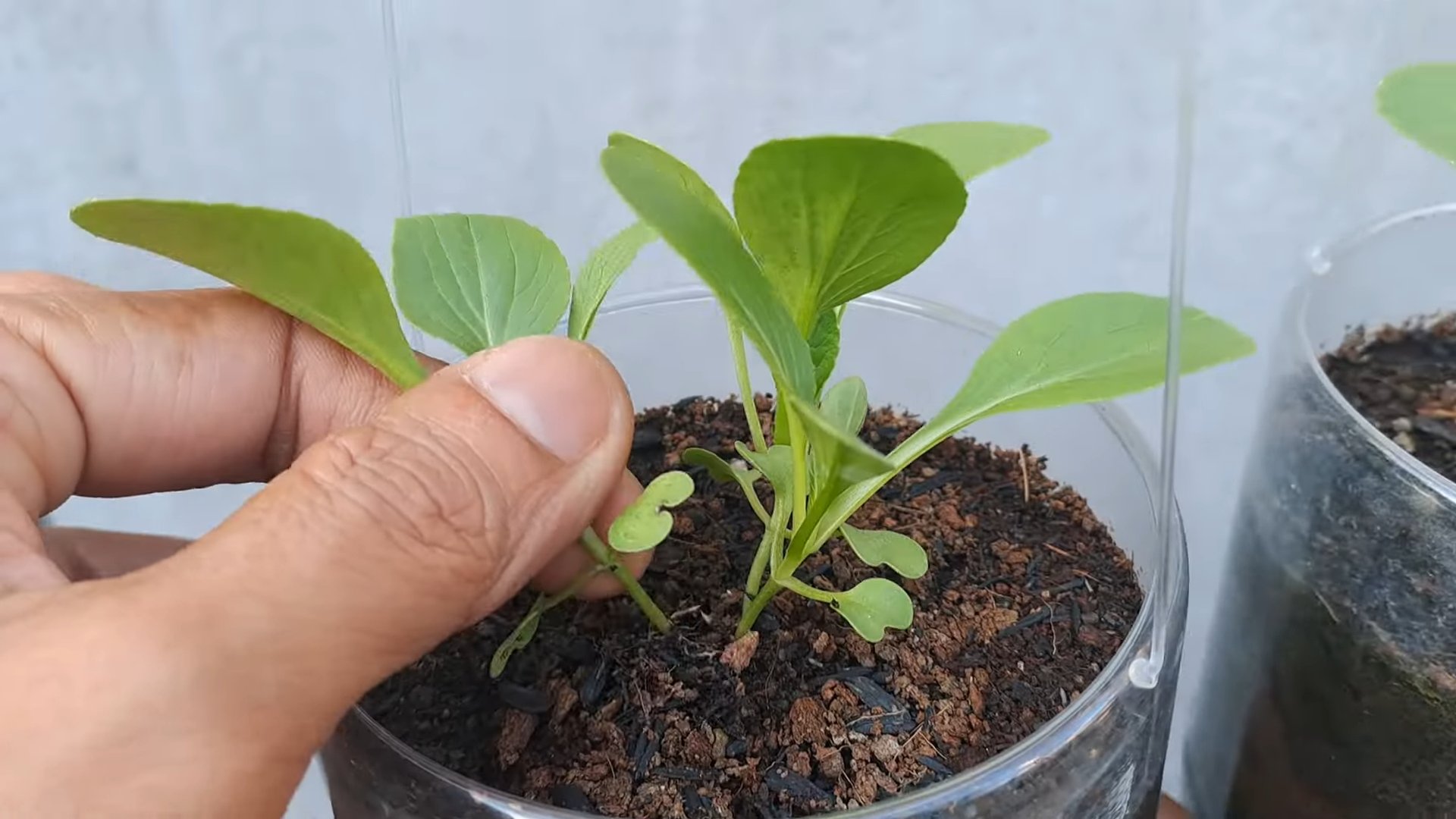 Bok Choy Anbau Wohnung