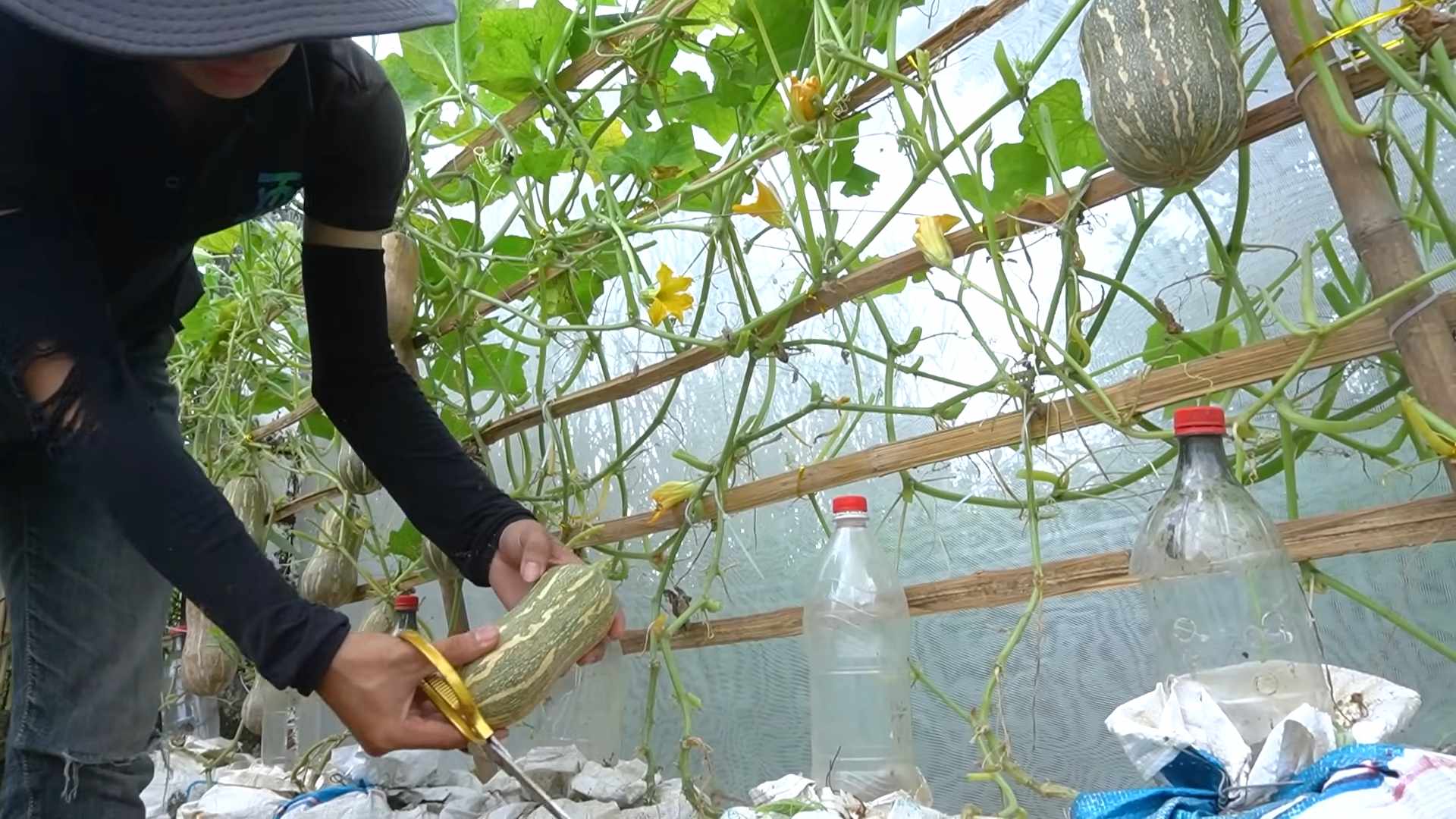 Kürbis Anbautipps Anfänger