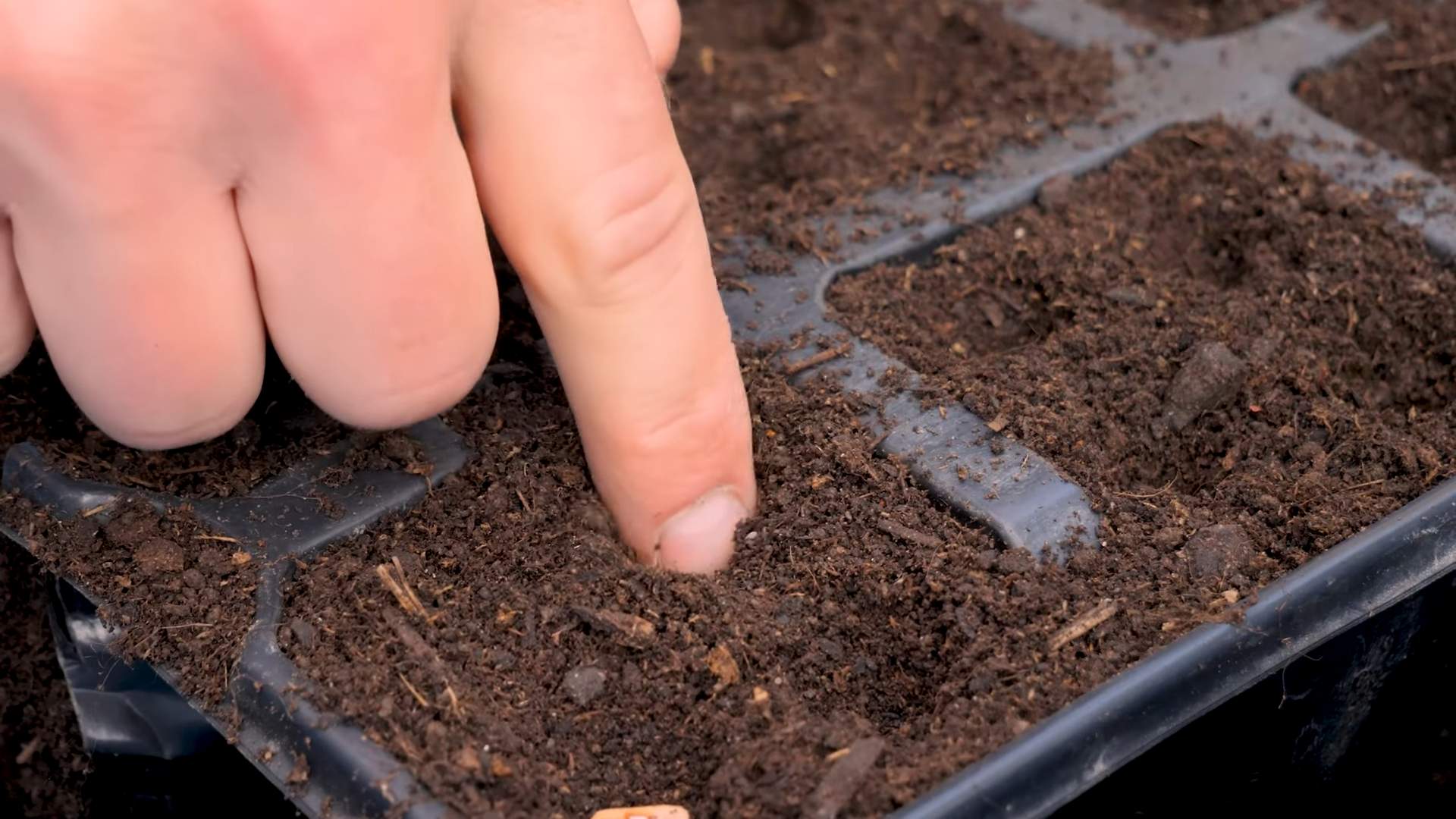 Buschbohnen im Topf anbauen