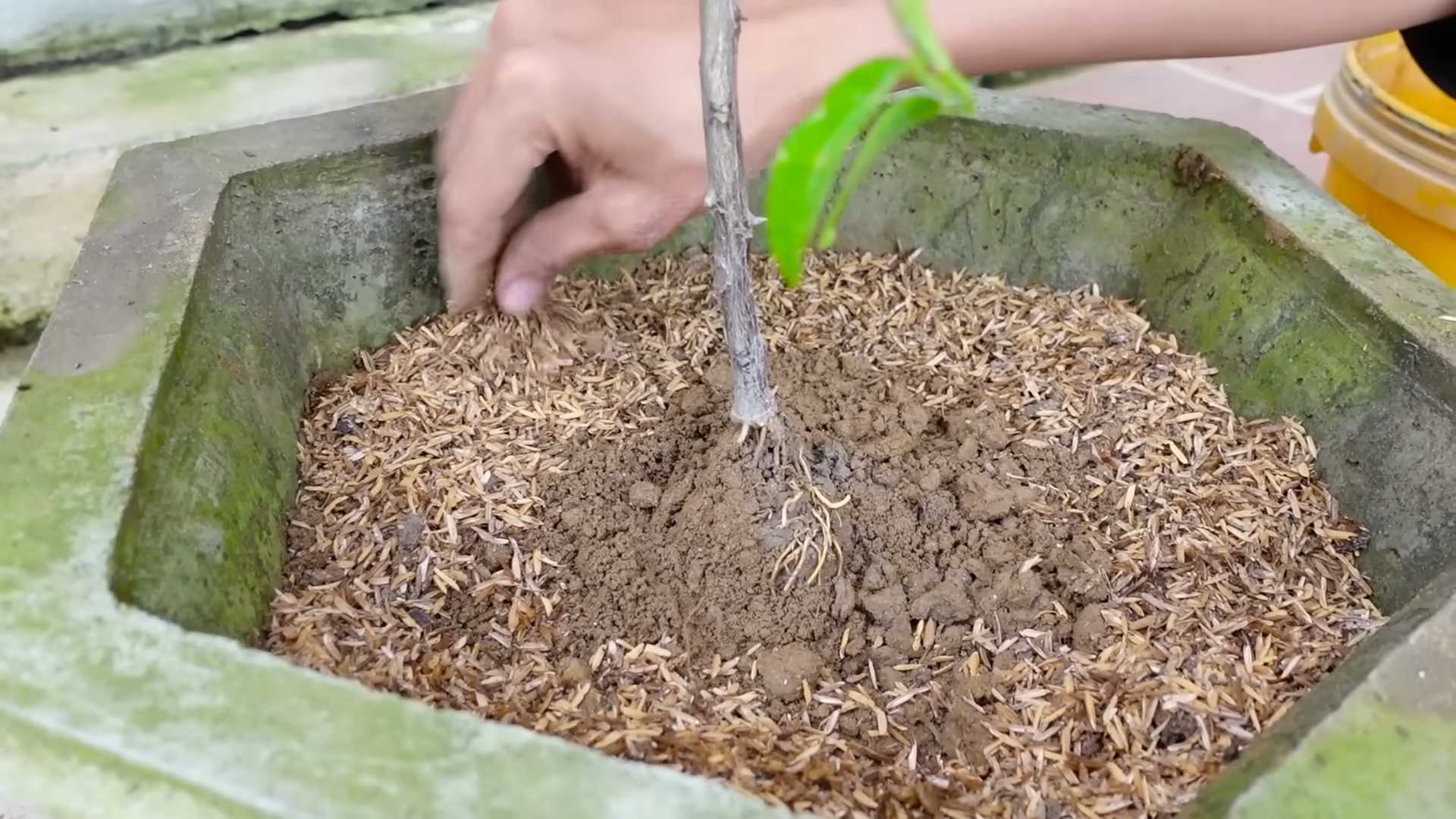 Kalamansi anpflanzen kleiner Behälter