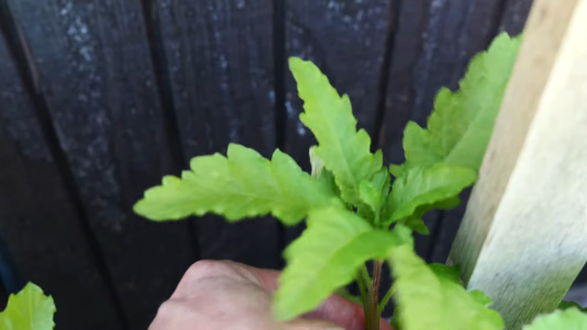 Epazote Indoor Anbau leicht gemacht