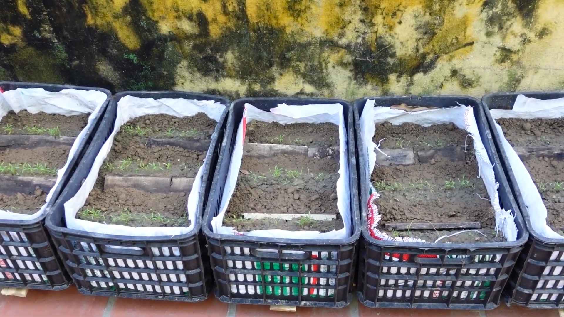 Karottenanbau im eigenen Garten