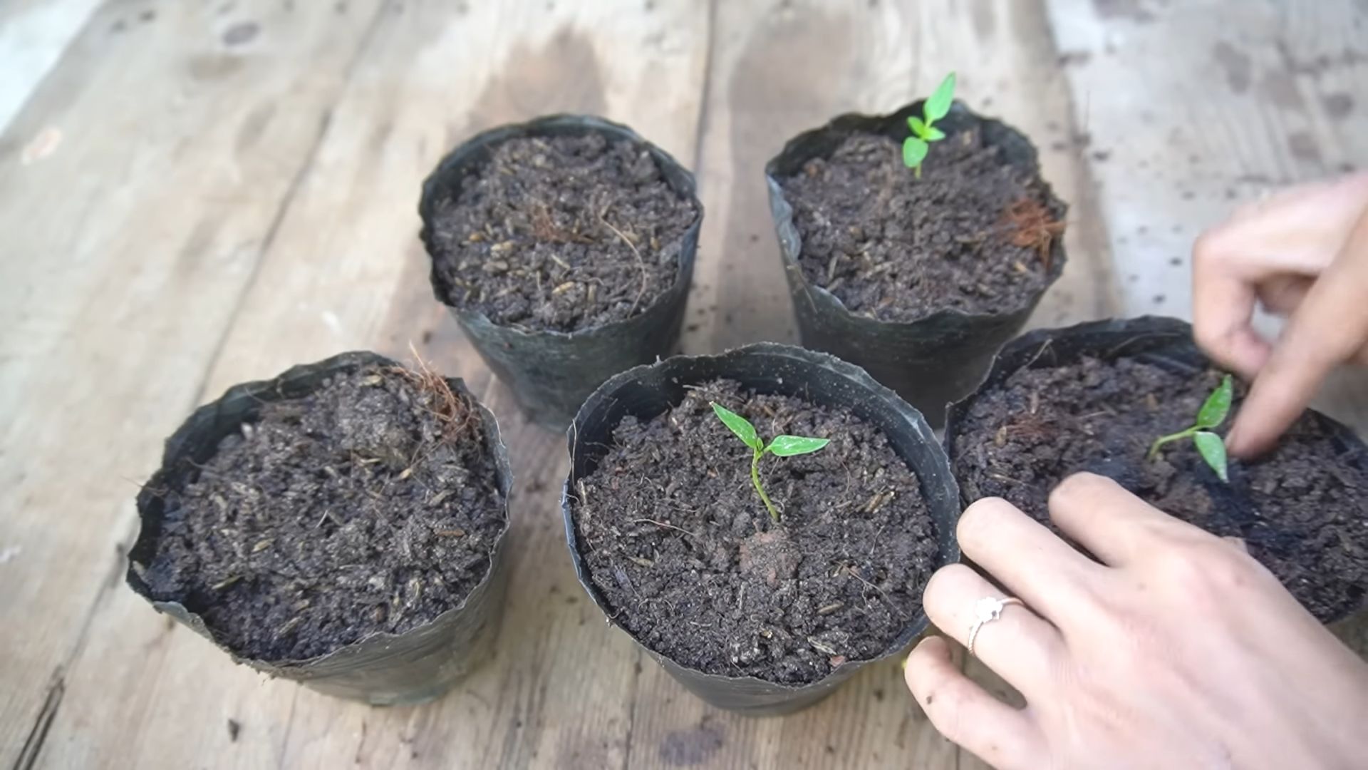 Paprika im Topf anbauen