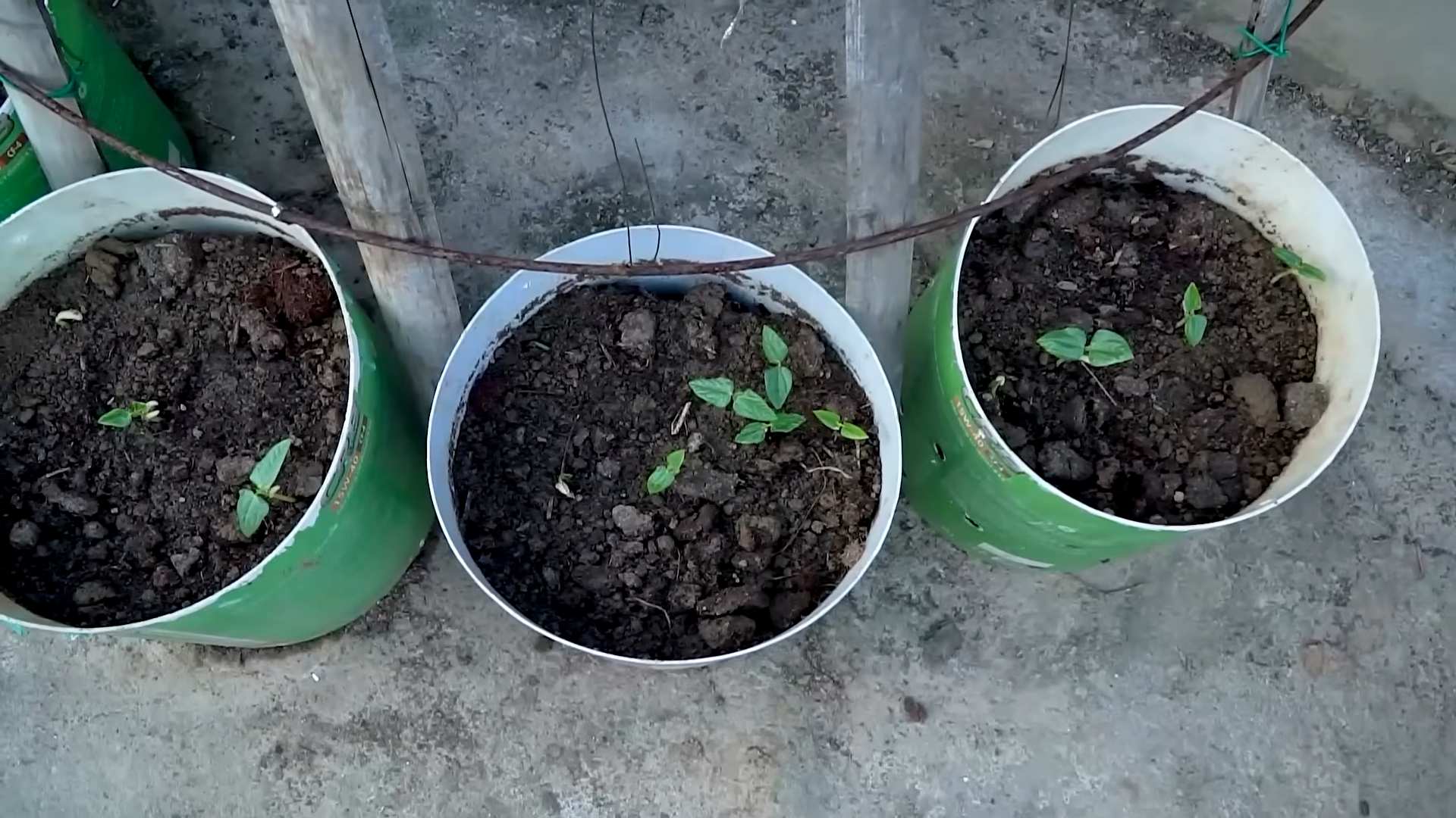 Tomaten Indoor Anbauen
