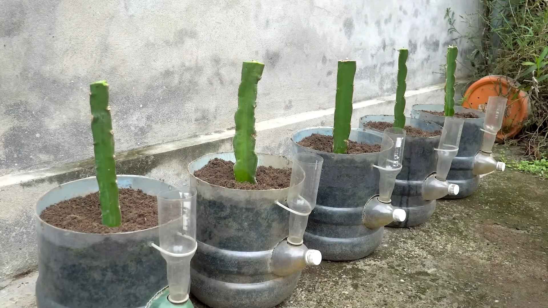 Drachenfrucht Anbau Indoor