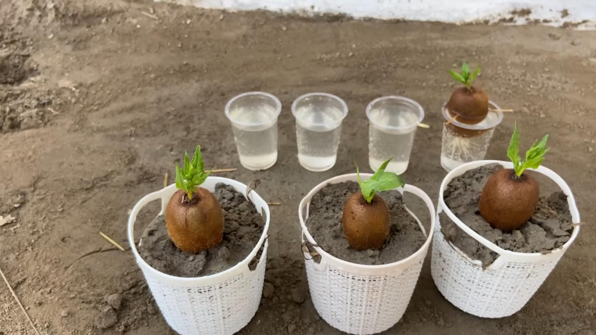 Kiwi Pflanzen pflegen anbauen