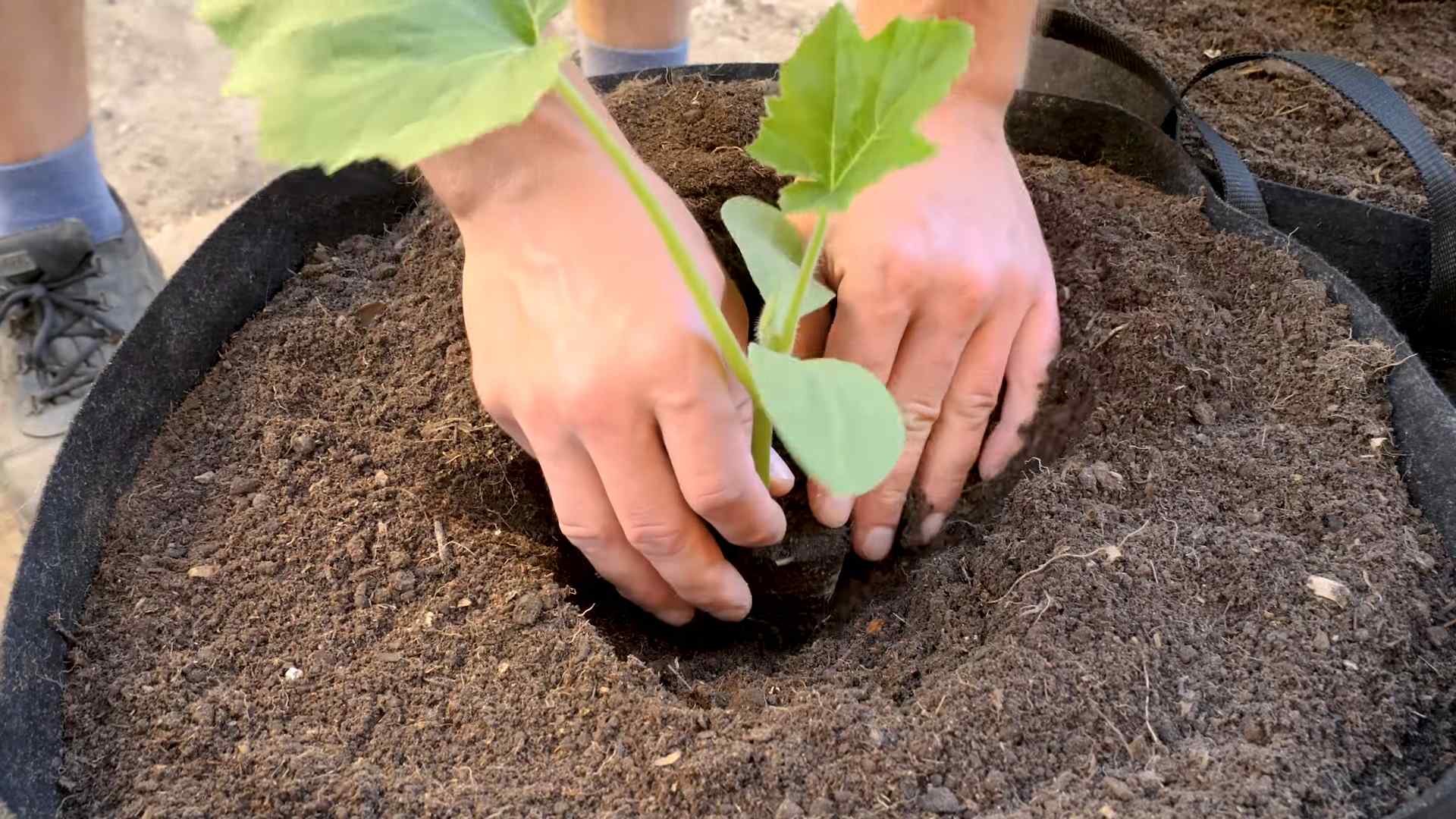 Kürbis Anbau Kleine Töpfe