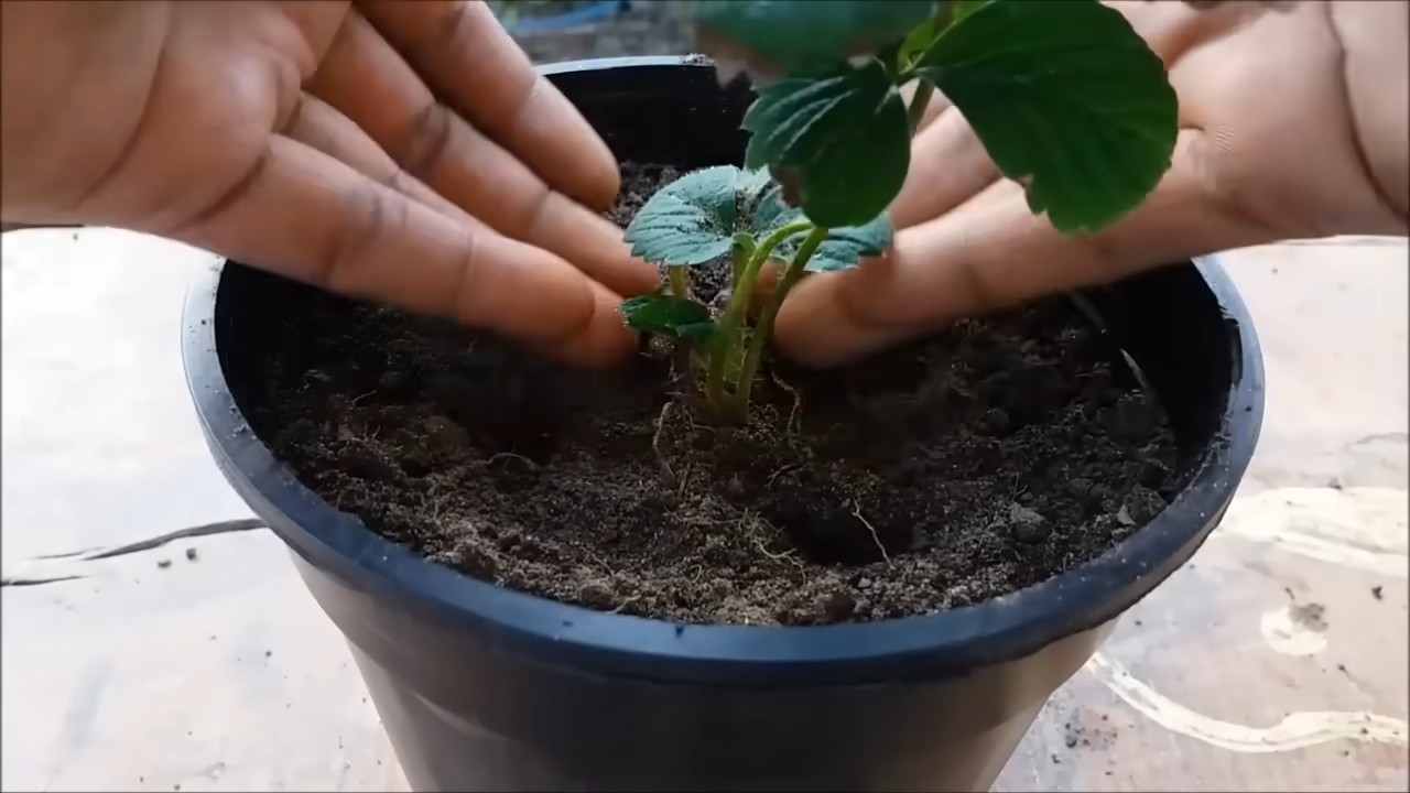 Erdbeeren anbauen Wohnung